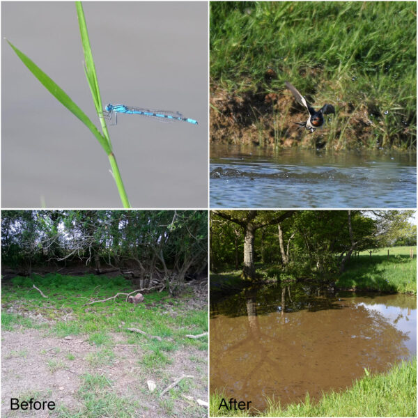 Newt pond case study collage