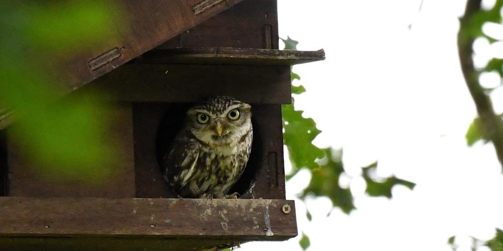 Owl Boxes - Habitat Regeneration Ltd