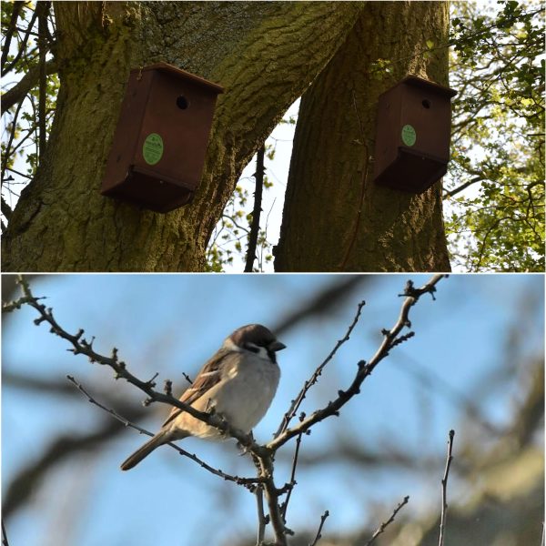 Tree sparrow boxes collage