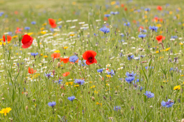 Wildflower,Meadow,Planted,On,Banks,Of,The,River,Mersey,Liverpool